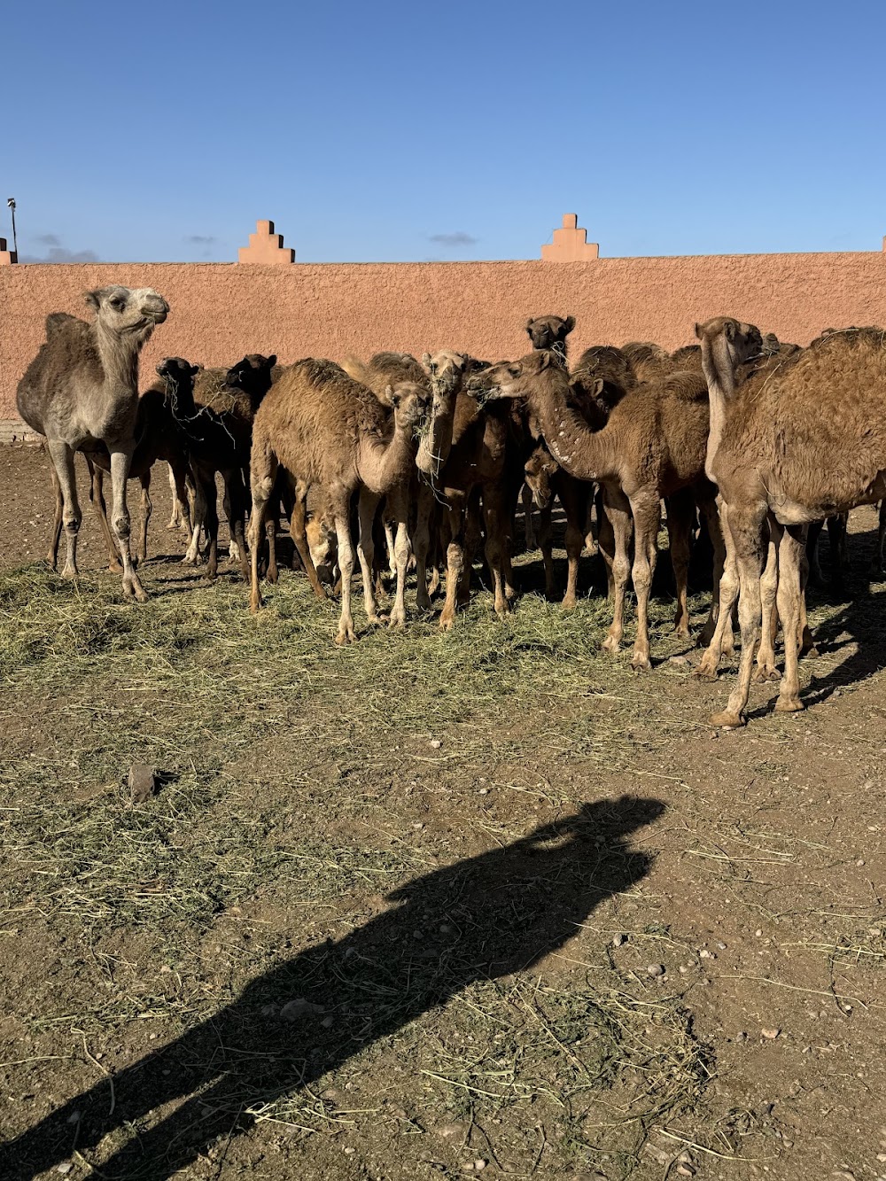 سوق الجمال كلميم (Guelmim Camel Market)