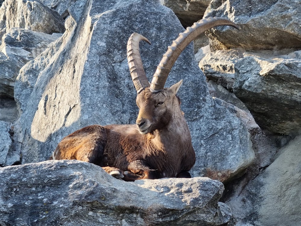 Alpenzoo Innsbruck (Alpine Zoo Innsbruck)