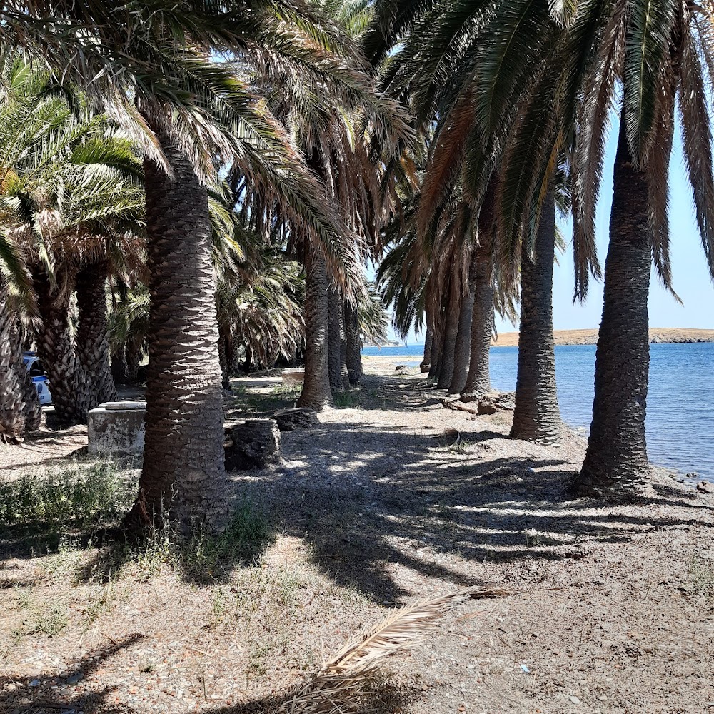 غابات النخيل (Palm Tree Forests)