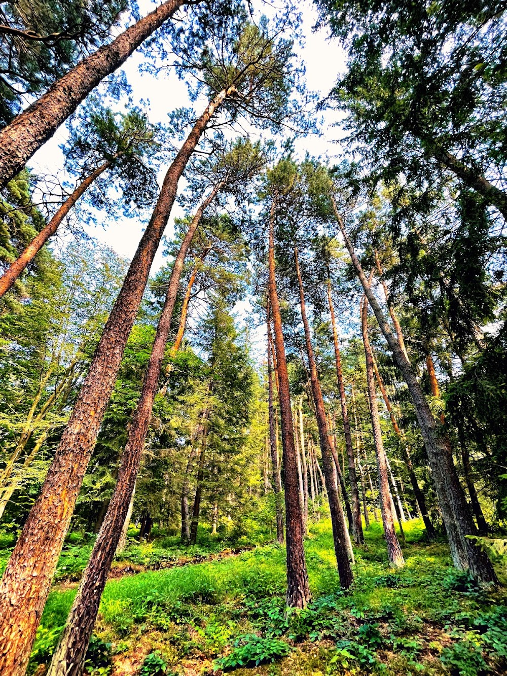 Դենդրոպարկ (Dendropark (Armenian Botanical Garden))