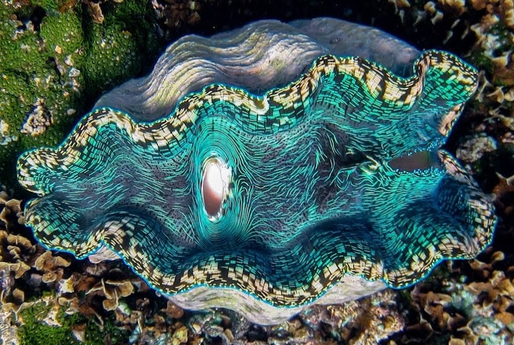 Giant Clam Sanctuary