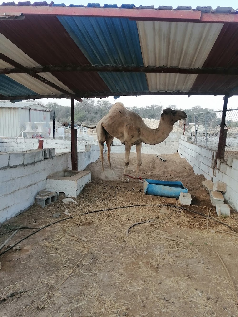 حديقة الدوسري ومحمية الألعاب (Al Dosari Zoo and Game Reserve)