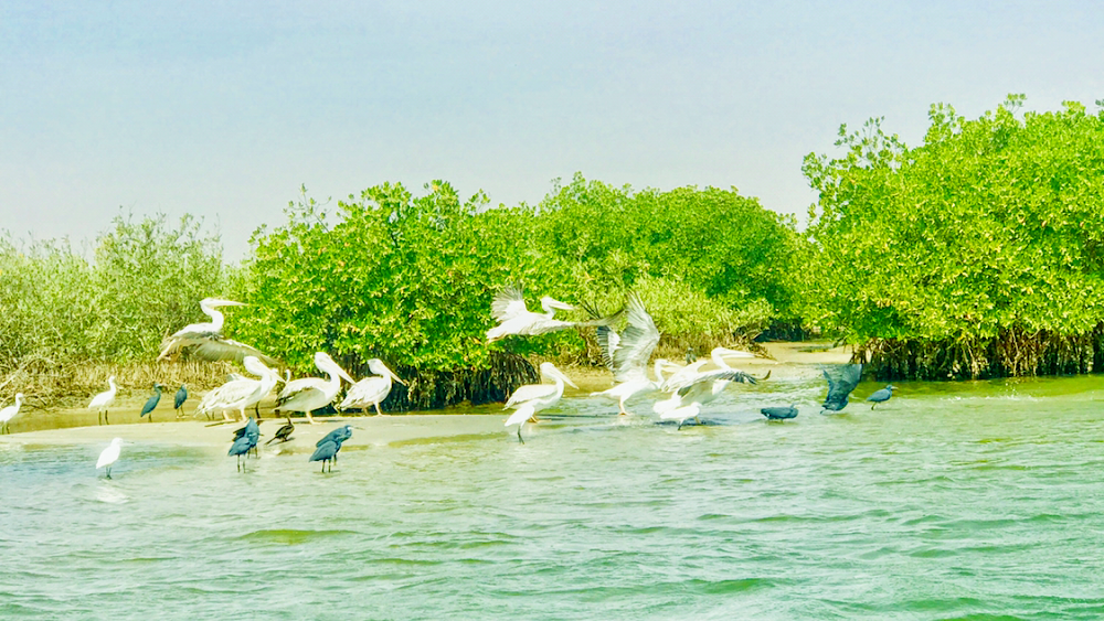 Réserve de la Somone (Somone Lagoon Reserve)