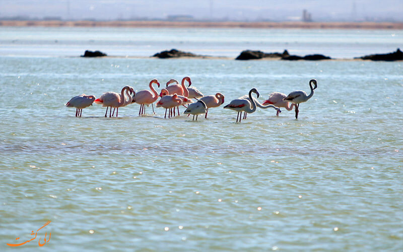 Meighan Wetland