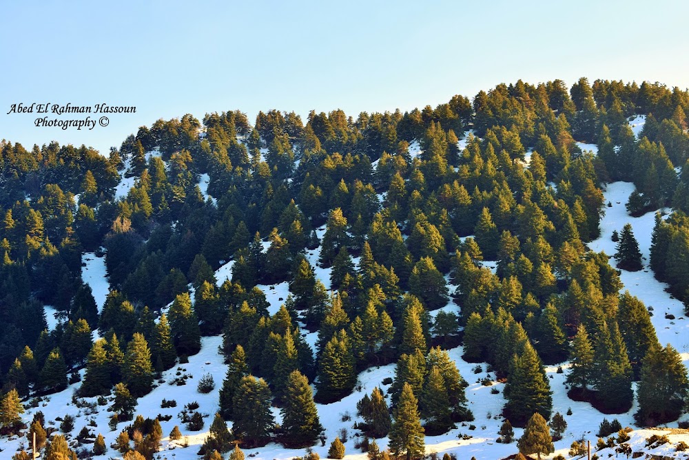 غابة القموعة (Qammouaa Forest)