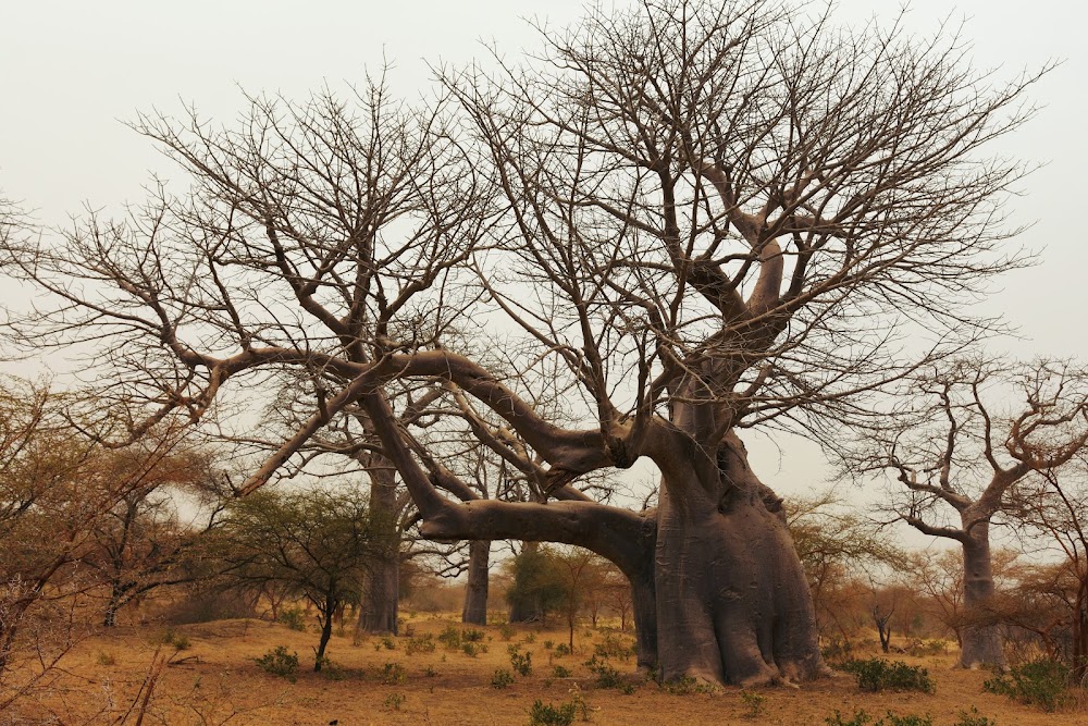 Réserve de Bandia (Bandia Reserve)