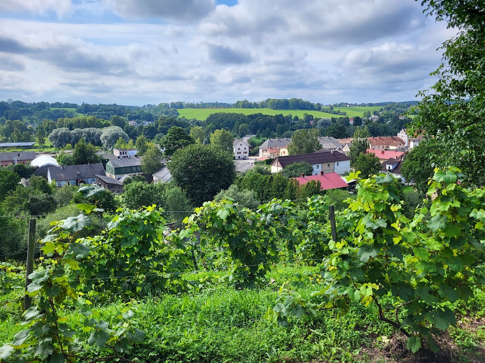 Sabiles Vīna kalns (Sabile Wine Hill)