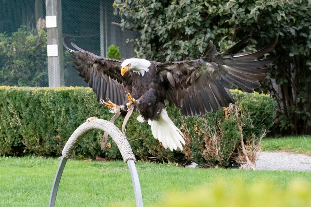 Greifvogelpark (Greifvogelpark)