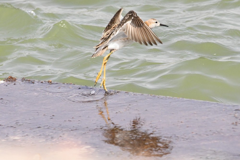 محمية طيور العقبة (Aqaba Bird Observatory)