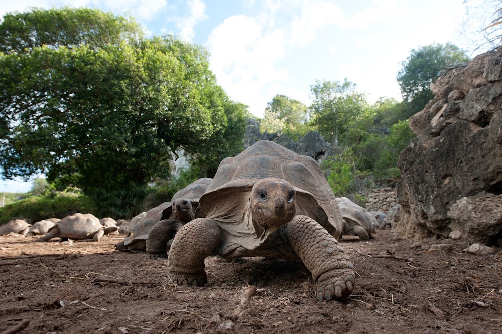 Réserve des Tortues Géantes et des Grottes François Leguat (François Leguat Giant Tortoise and Cave Reserve)