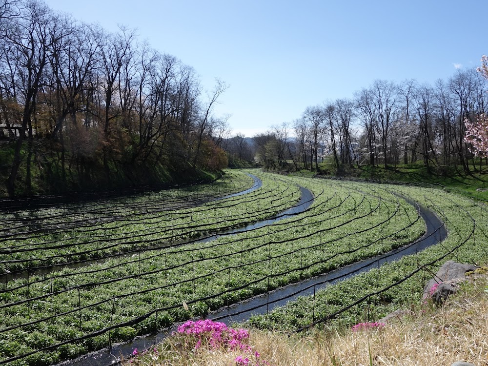 大王わさび農場 (Daio Wasabi Farm)