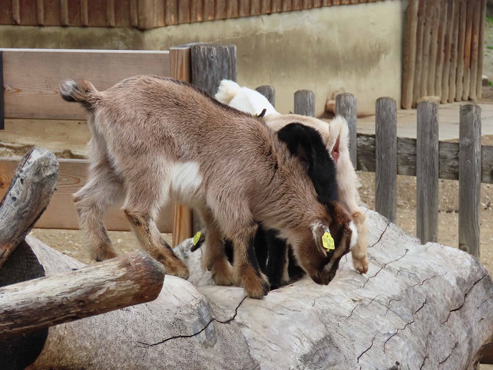 Tierwelt Herberstein (Herberstein Animal World)