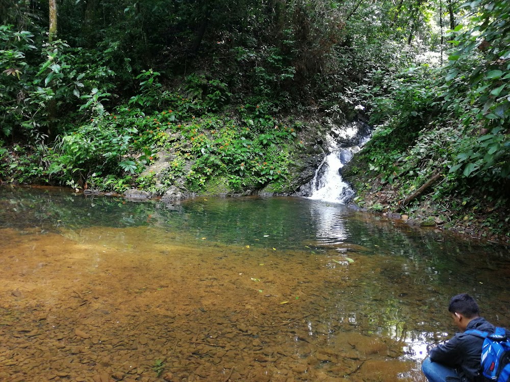 Reserva Forestal Montuoso (Montuoso Forest Reserve)