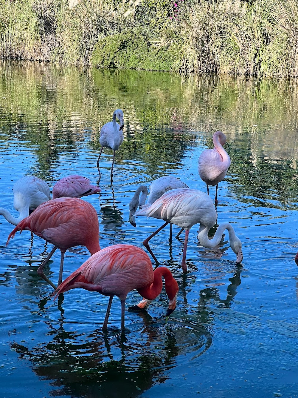 Birdpark Malta (Birdpark Malta)