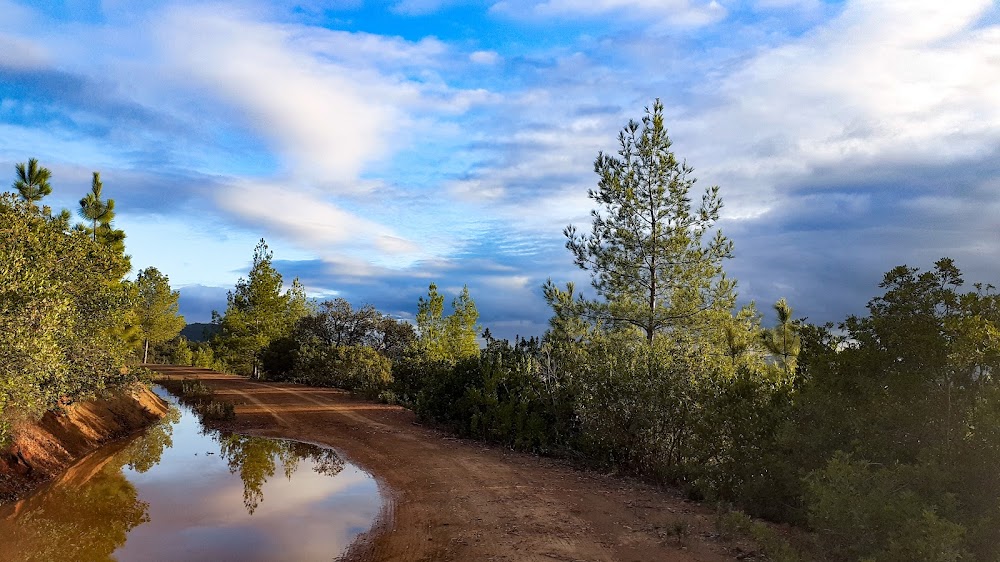 غابة ميسور (Mayssour Forest)