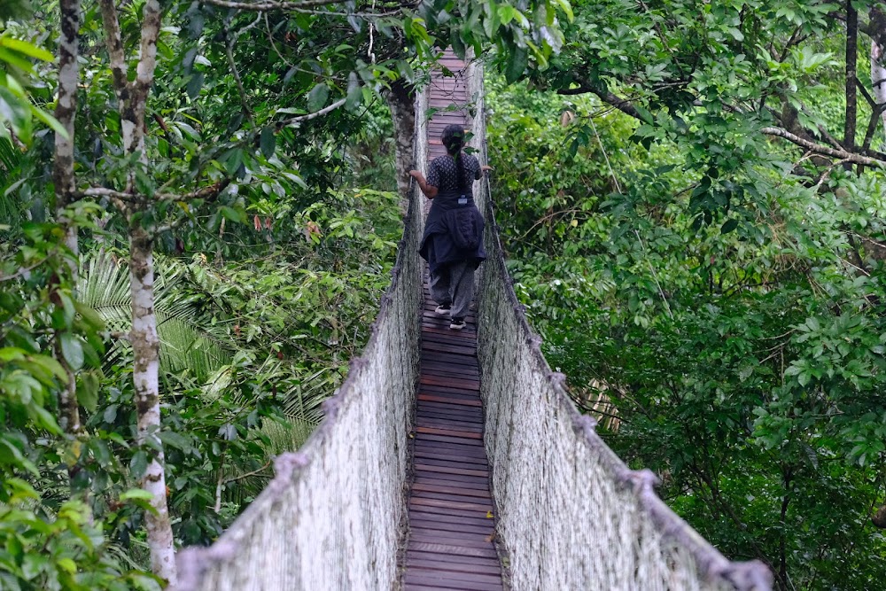 Pasarela Canopy Inkaterra (Inkaterra Canopy Walkway)