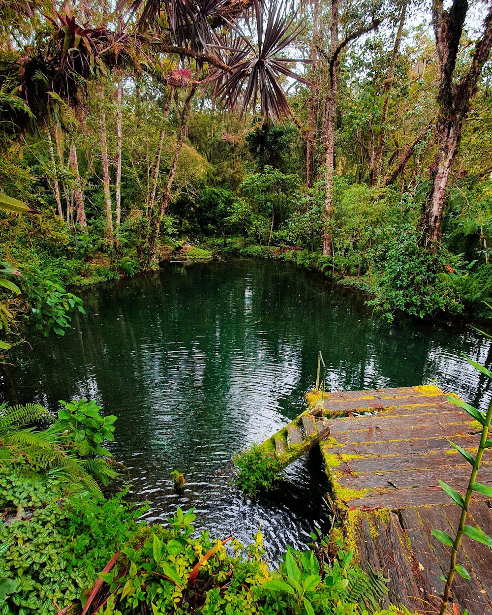 Finca Drácula (Finca Dracula)