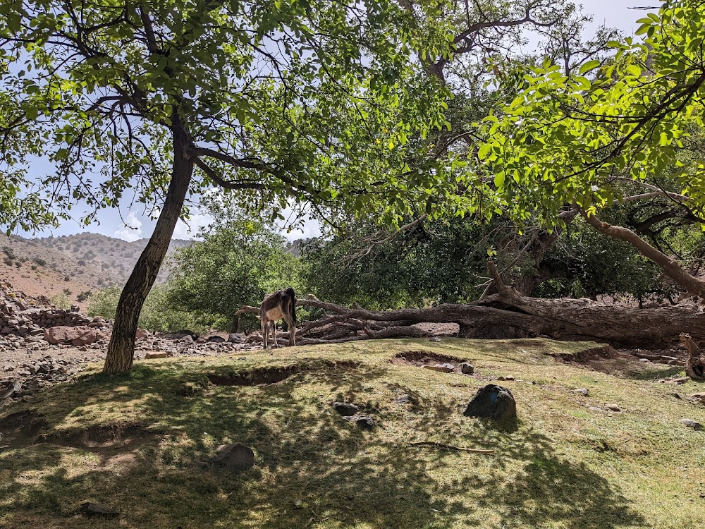 عين أساكا (Assaka Spring)