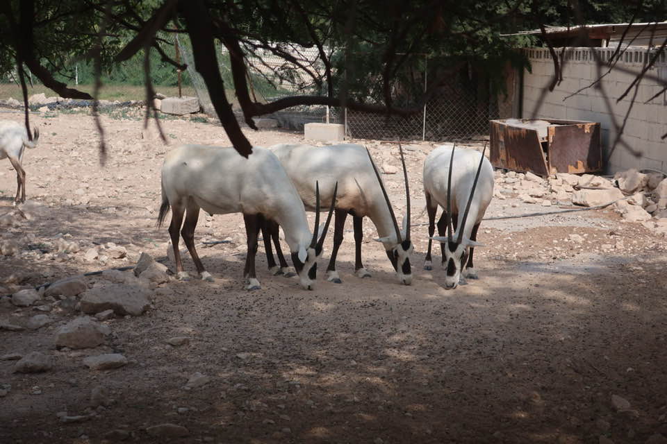 مزرعة الوعول (Orxy Farm)