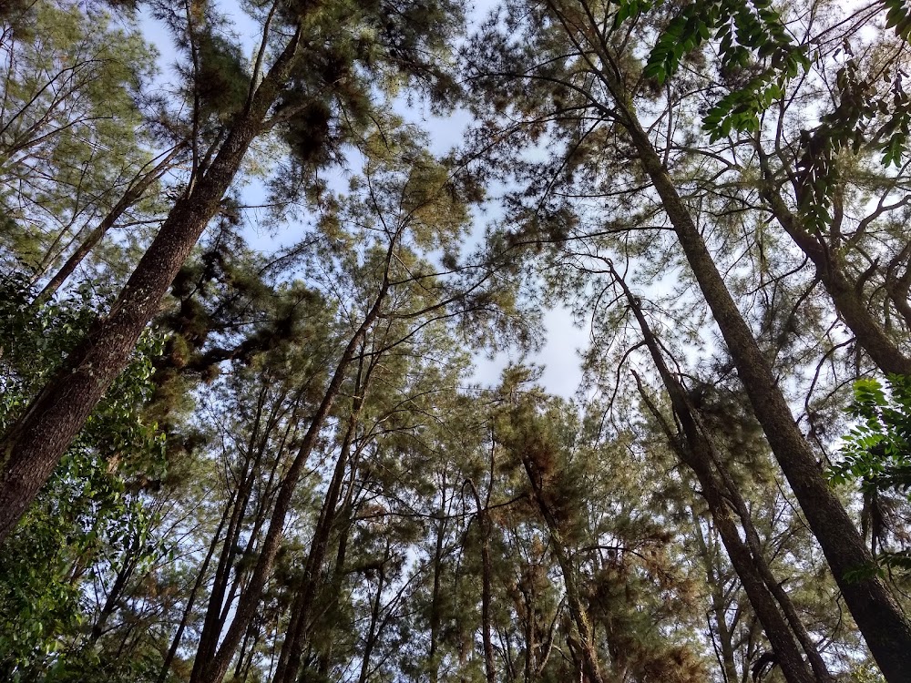 Hutan Kota Banjarbaru (Banjarbaru City Forest)