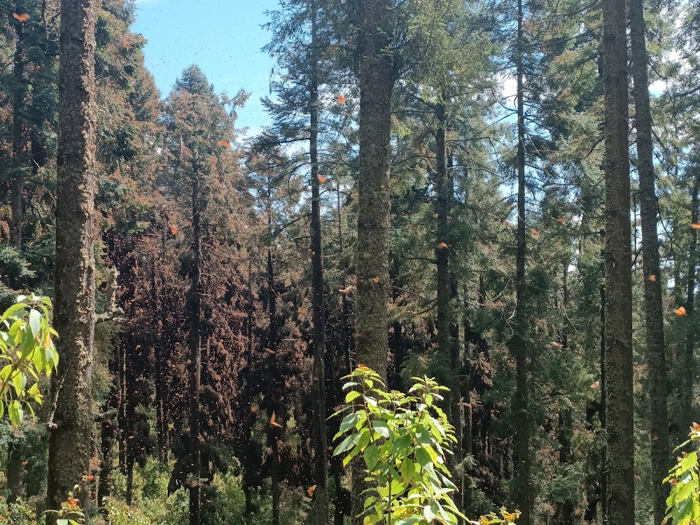 Reserva de la Biosfera Mariposa Monarca (Monarch Butterfly Biosphere Reserve)