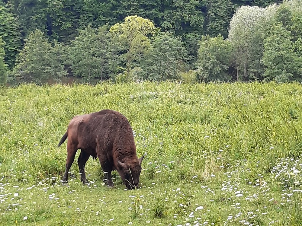 Rezervația de Zimbri Dragoș Vodă (Dragoș Vodă Bison Reserve)