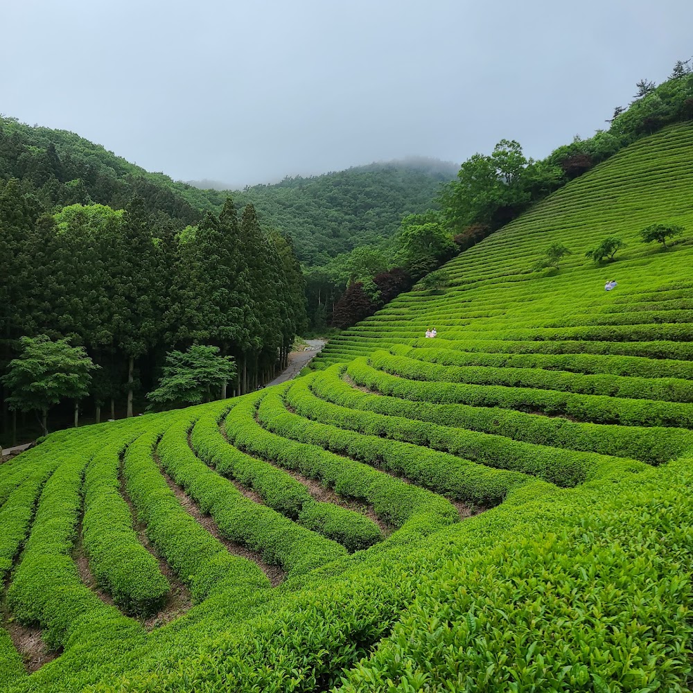 보성 녹차밭 (Boseong Green Tea Fields)