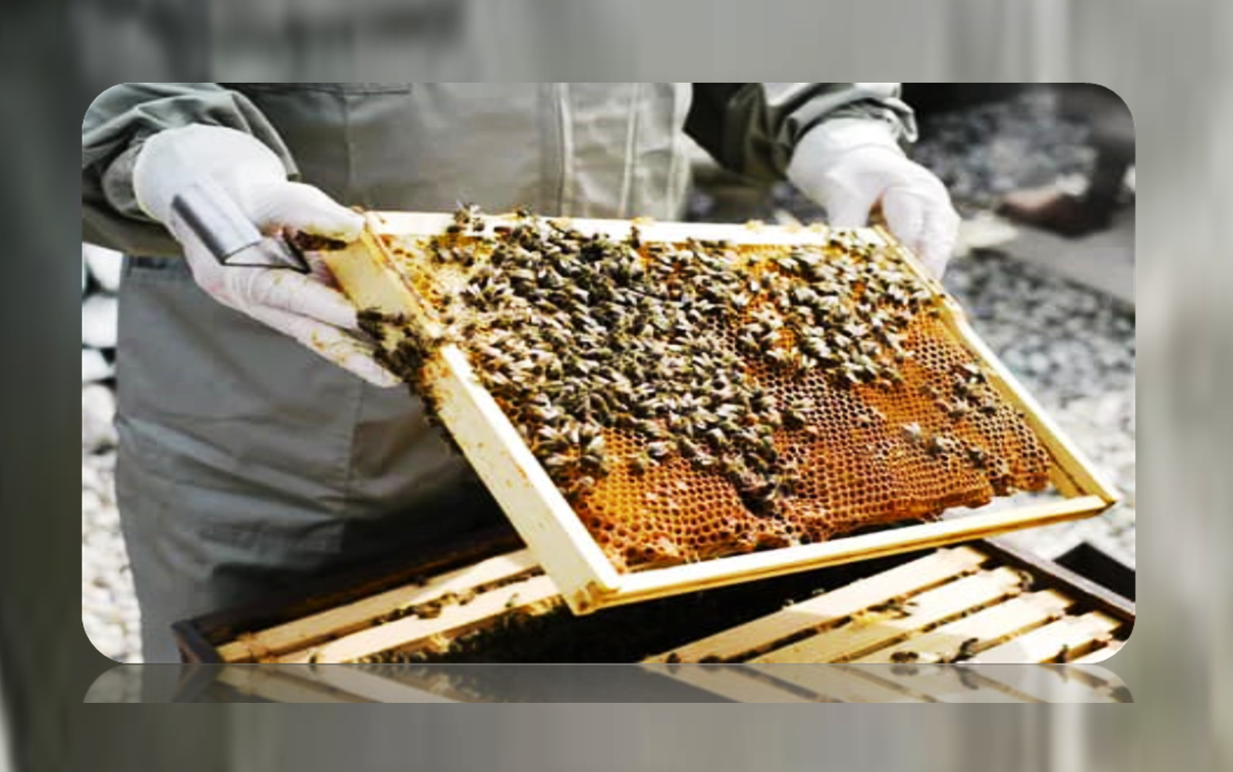 Zambia: Another Growing opportunity in Apiculture.