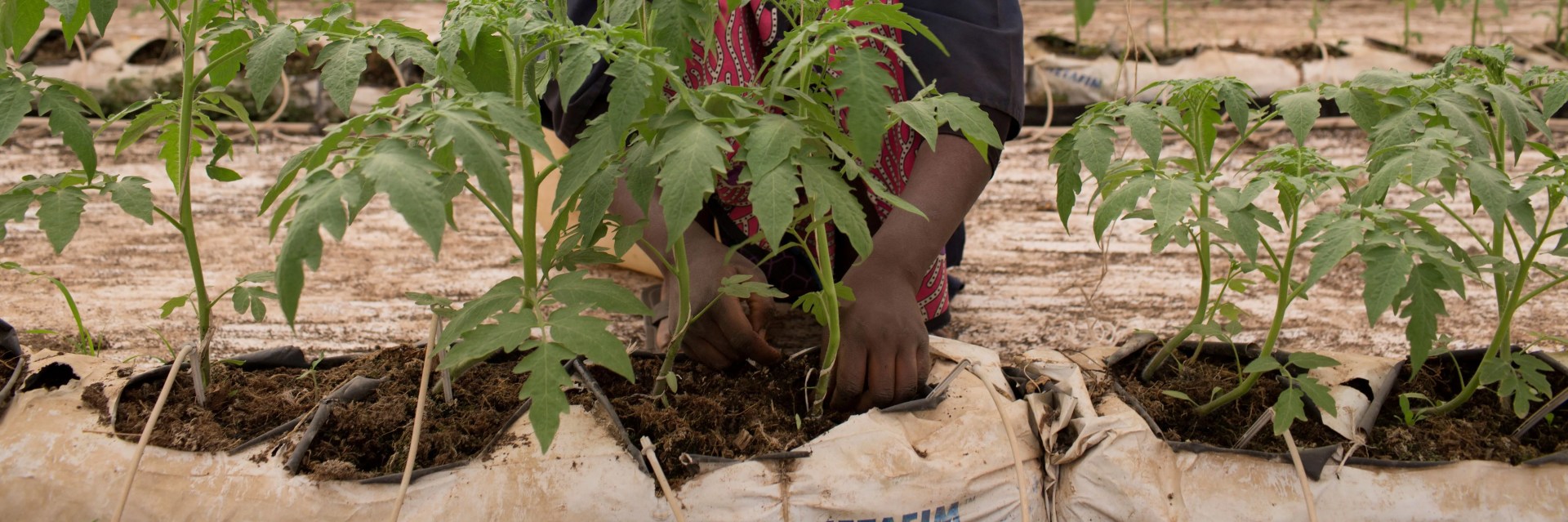 Key strategies to accelerate Africa’s post-COVID recovery