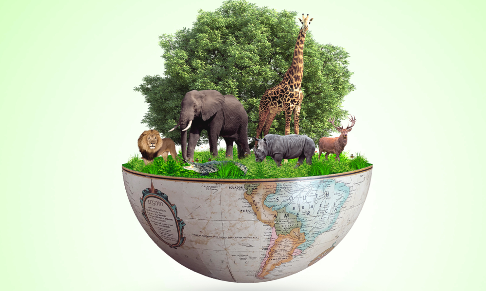 Africa's biodiversity is suddenly in vogue