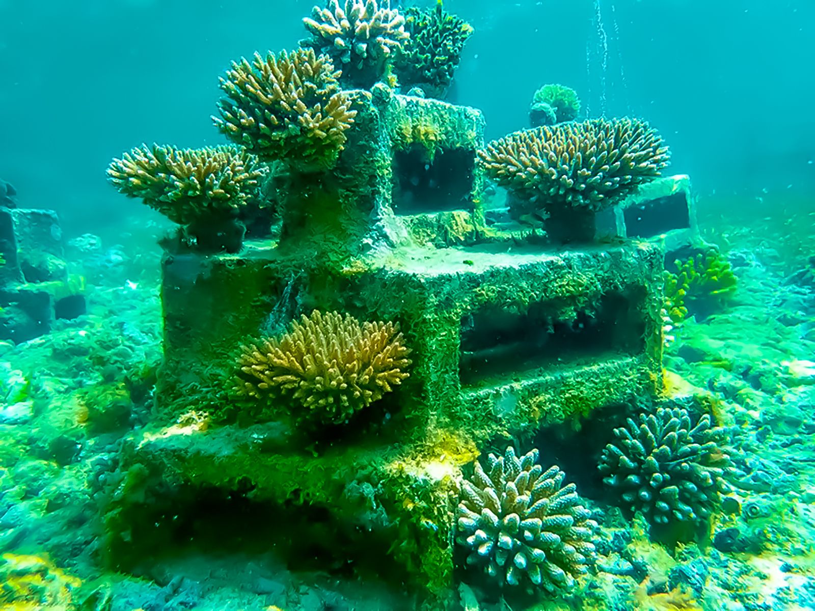 No-take zones to replenish reefs, drive Africa's blue economy