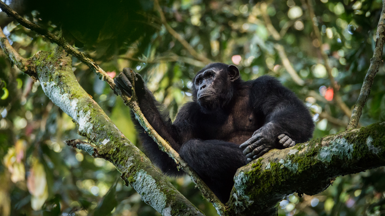 'Gorilla Friendly' award highlights the role of wildlife partnerships 🇨🇬
