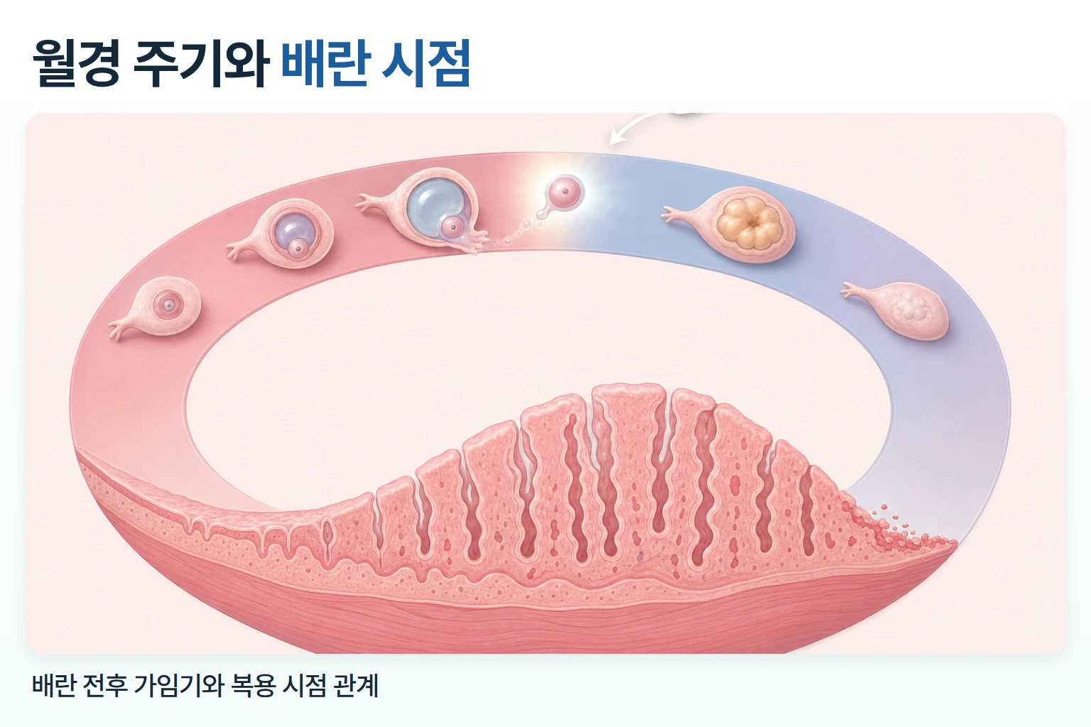 배란 시점과 자궁내막 변화, 응급 처방약 복용 시점을 표시한 월경 주기 원형 모식도