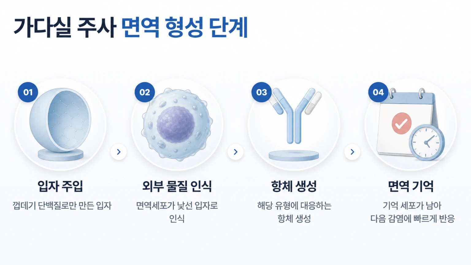 바이러스 유사 입자 인식부터 항체 생성과 면역 기억까지 단계를 정리한 가다실 주사 원리 흐름