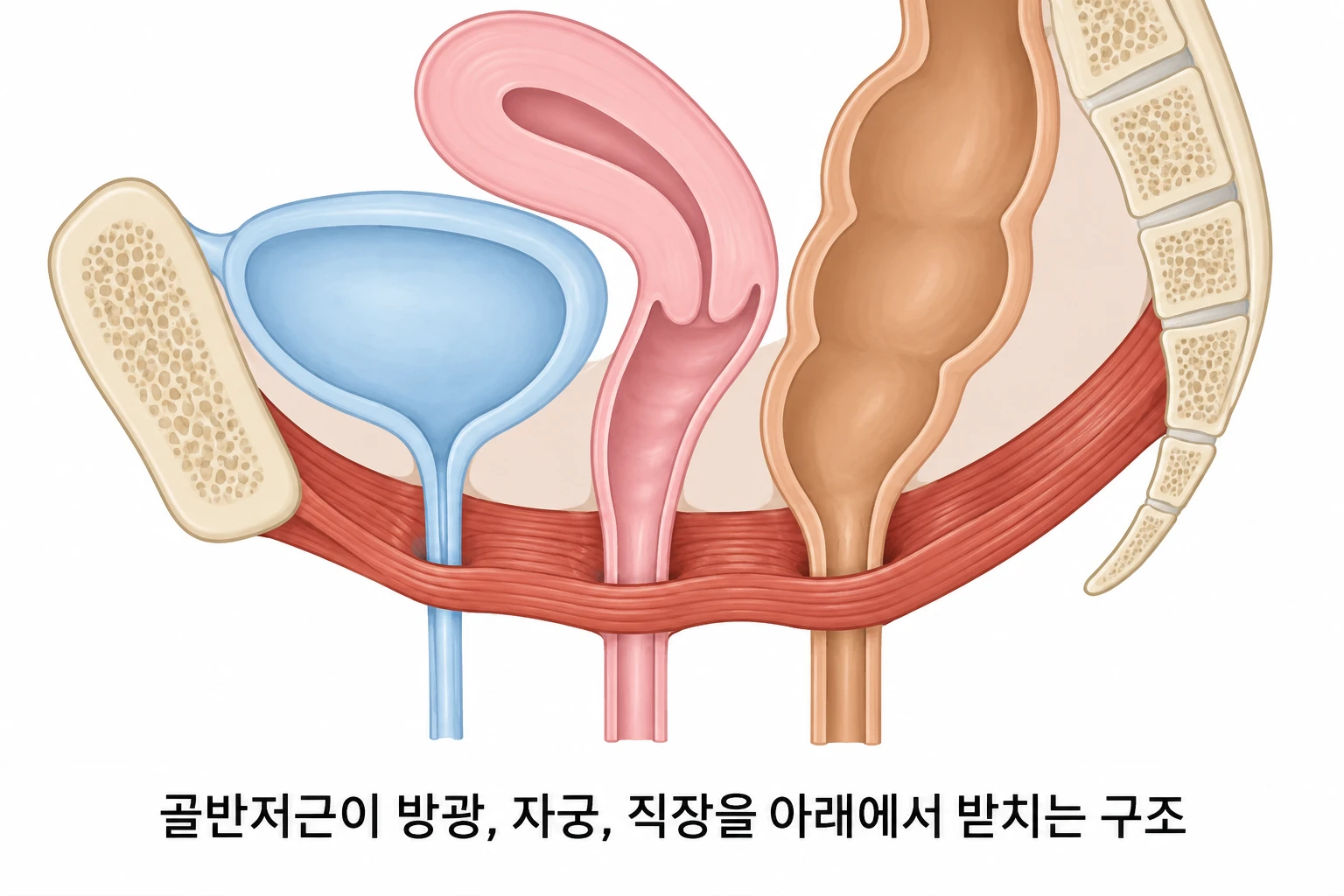 방광, 요도, 질, 골반저근의 위치 관계를 옆에서 본 여성 골반 시상면을 단순화해 나타낸 모식도