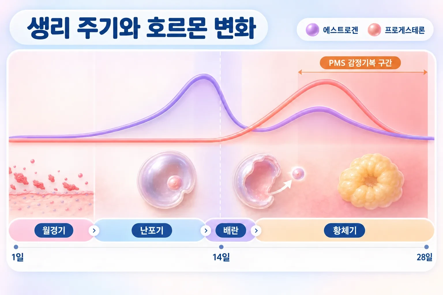 28일 생리 주기 동안 에스트로겐과 프로게스테론의 변화와 황체기 후반 PMS 감정기복 구간을 표시한 그래프