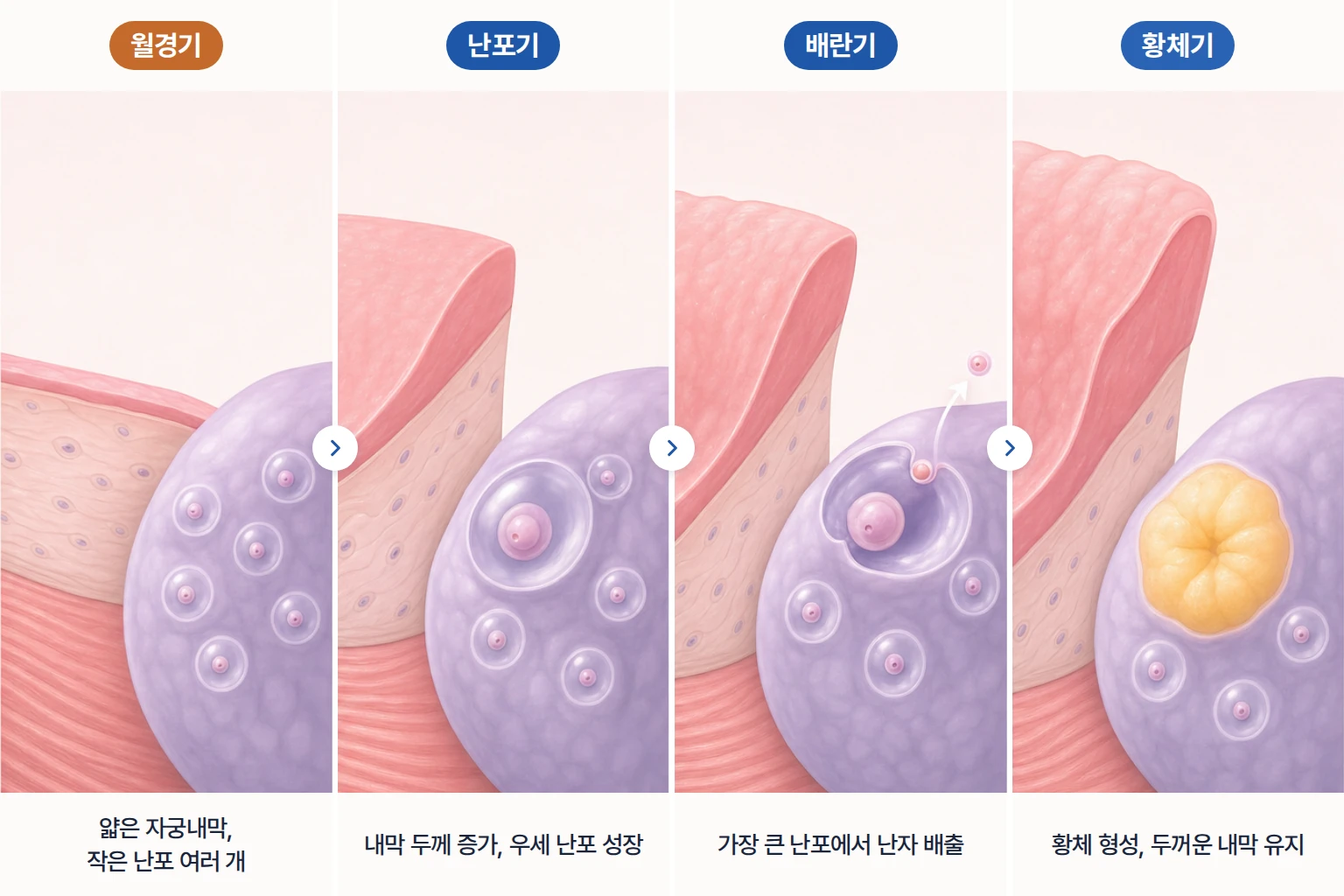 월경기, 난포기, 배란기, 황체기별 자궁내막 두께와 난포 크기 변화를 단계별로 나타낸 모식도
