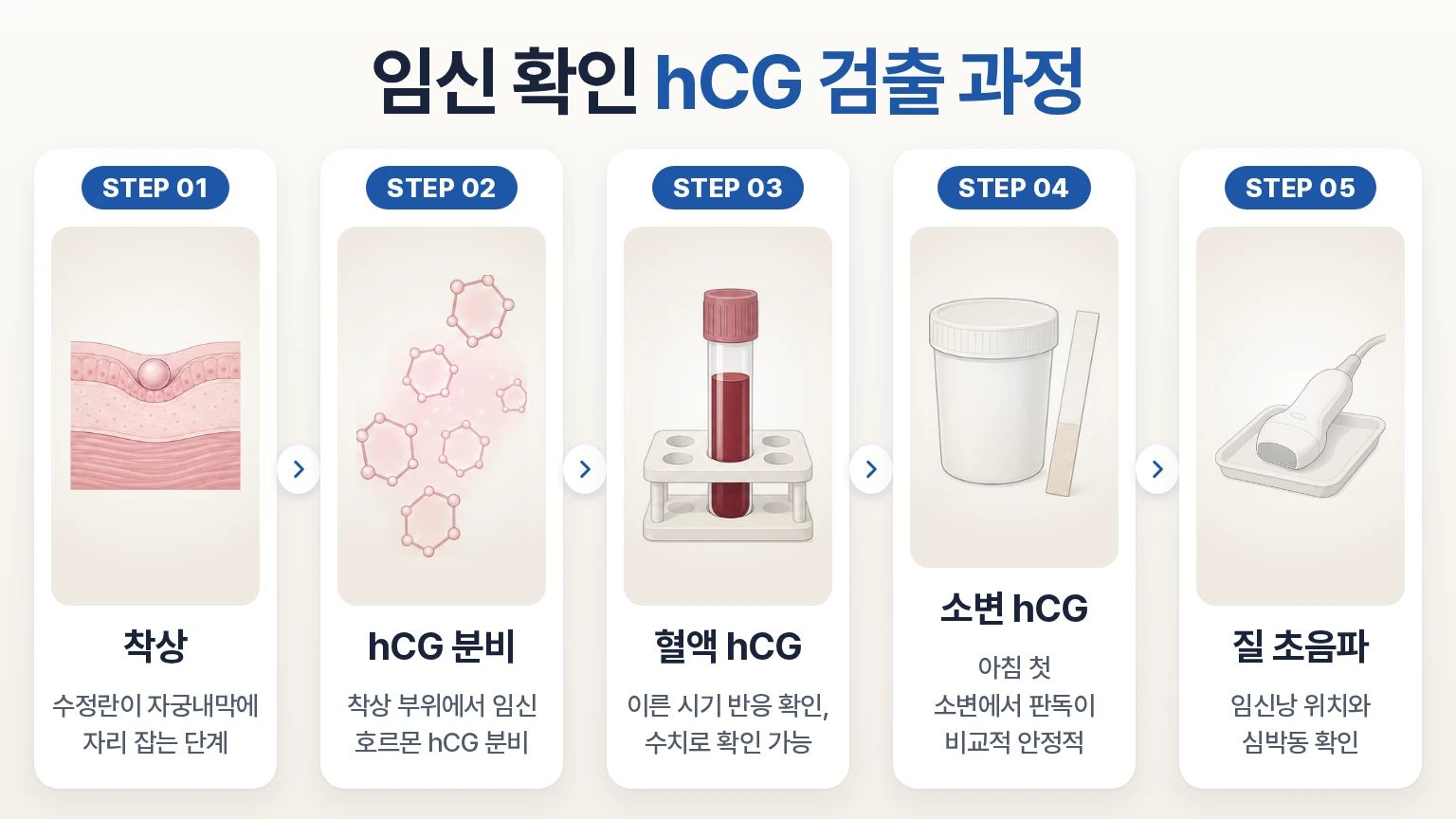 착상, hCG 분비, 혈액·소변 검출, 질 초음파 확인으로 이어지는 임신 확인 과정 흐름