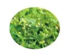 H8. Salade d'algues