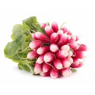 Légumes radis botte