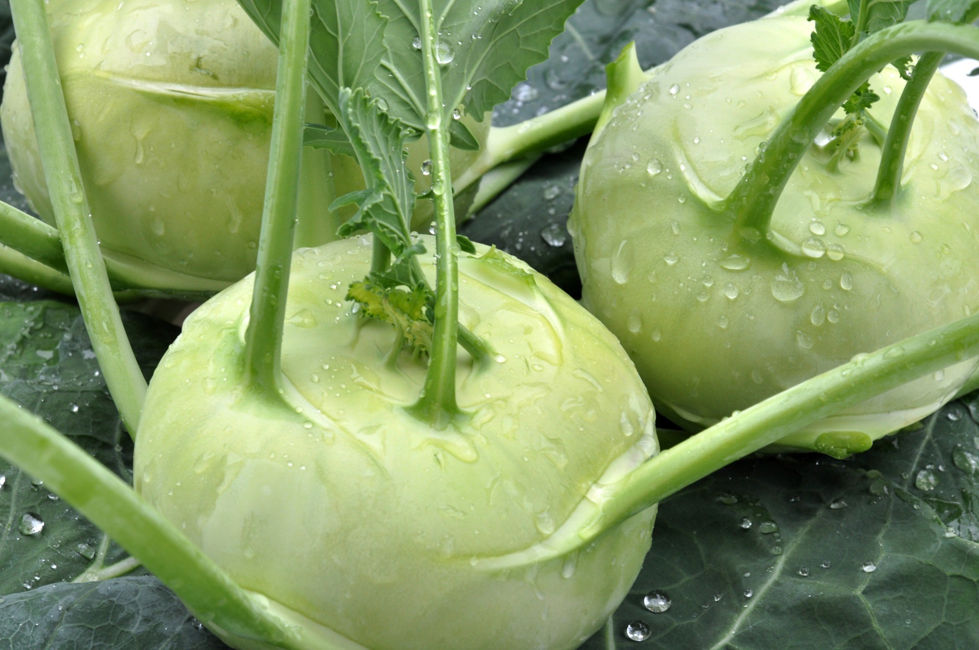 chou rave vert