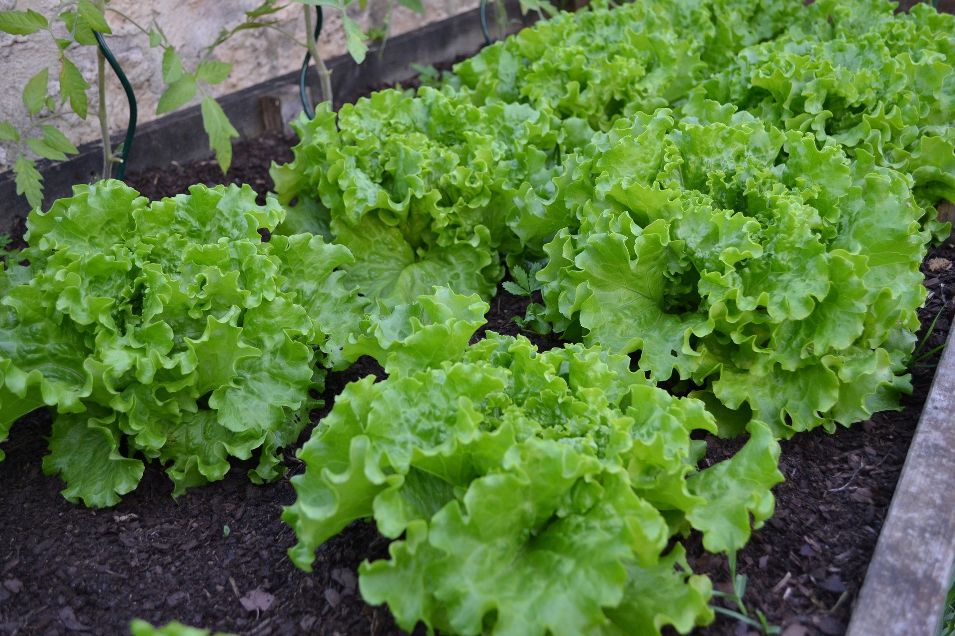 salade batavia