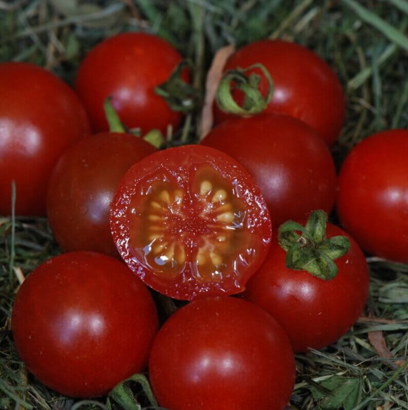 tomates cerises rouges