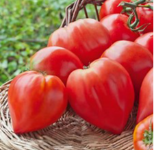 tomates coeur de boeuf