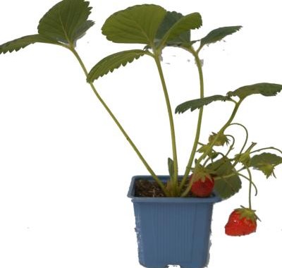 PLANT DE FRAISIER