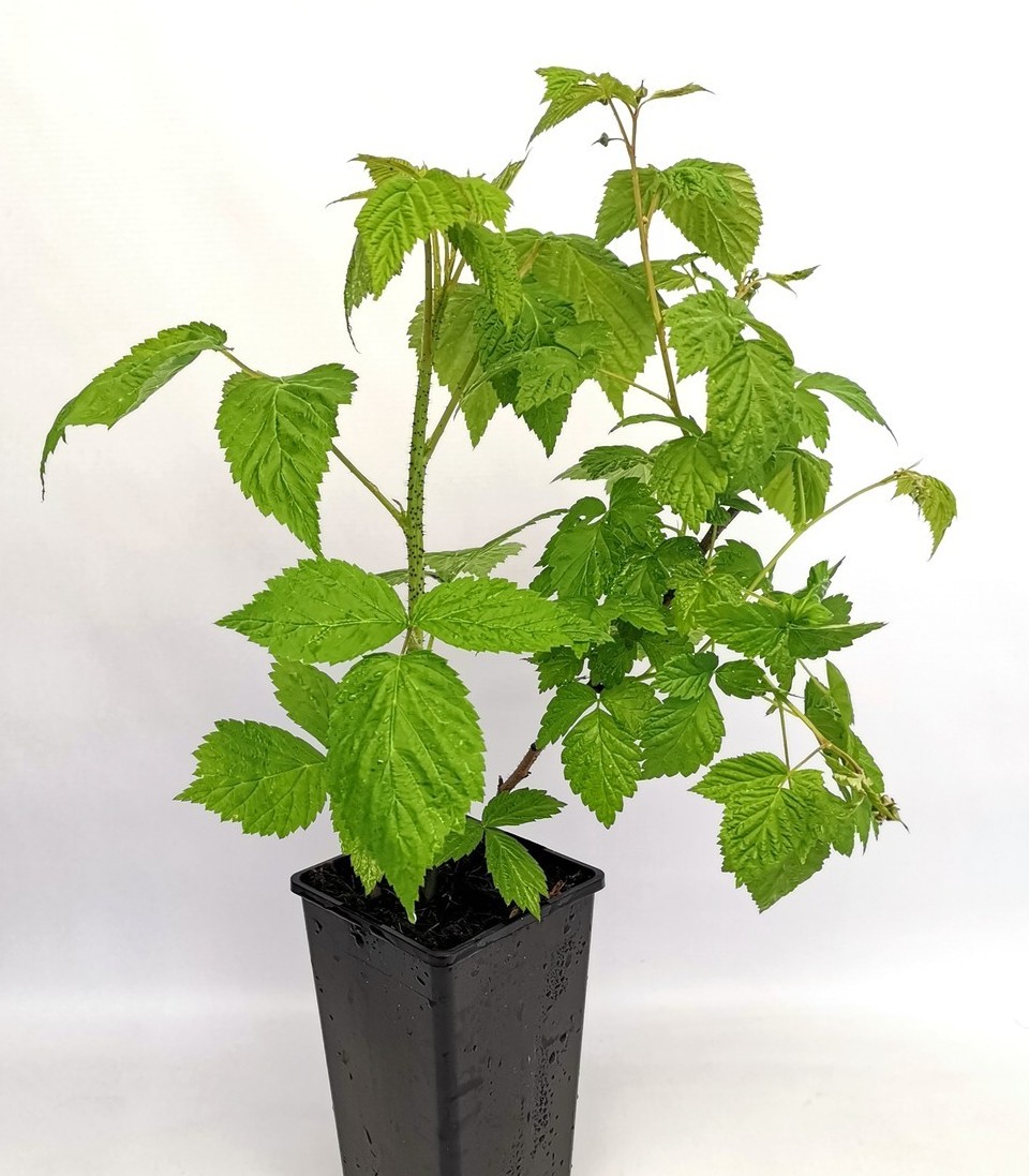 PLANTS DE FRAMBOISIER