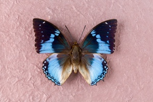 papillon bleu