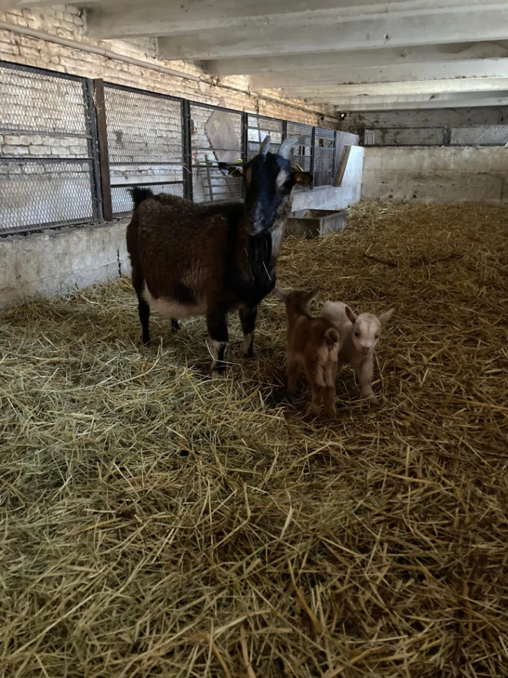 A la découverte des animaux de l’abbaye à Walincourt-Selvigny — Événement