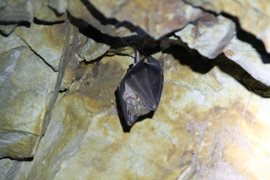 Bat Night: une nuit avec les chauves-souris aux Rues-des-Vignes — Événement