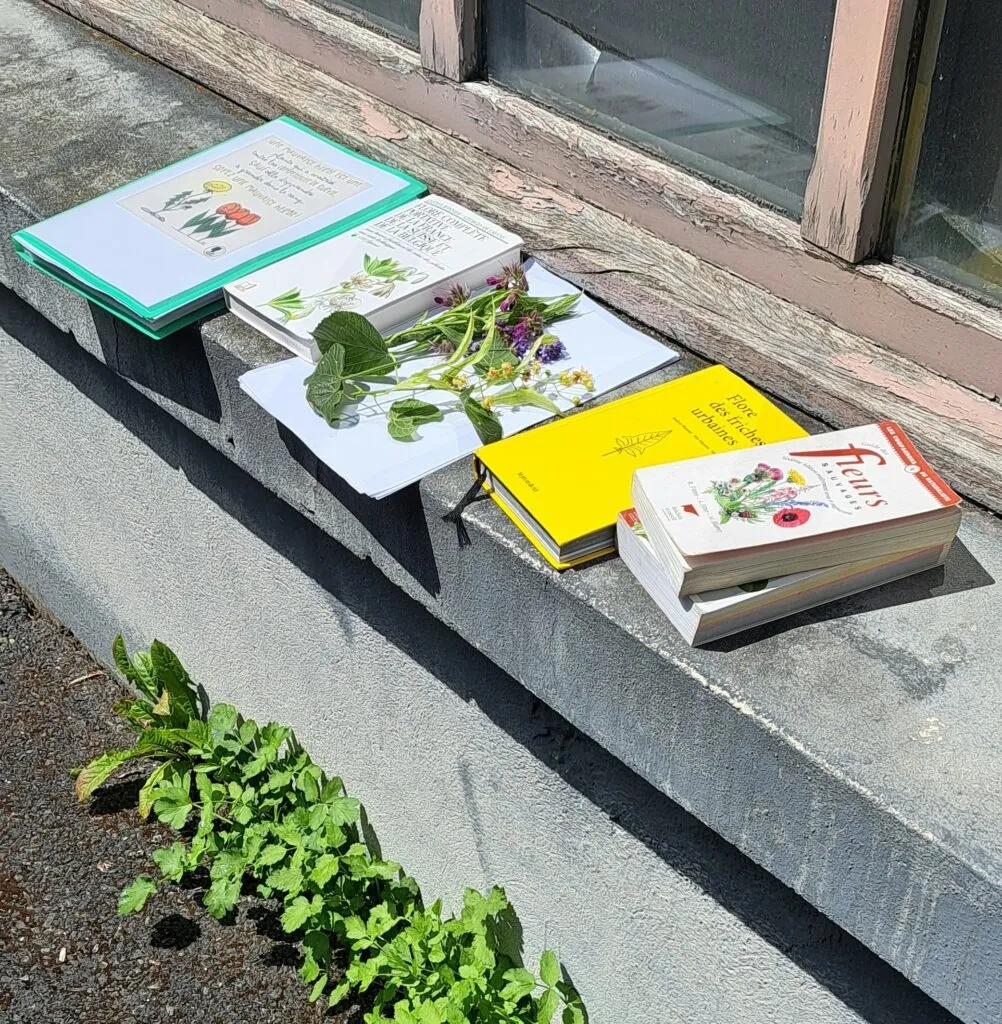 Sortie : Un arbre dans la ville à Fourmies — Événement